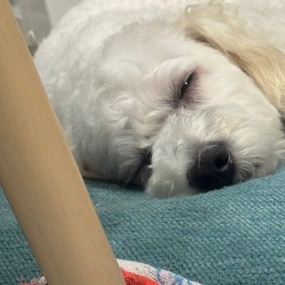 zazentonebender's profile picture. ホークスと音楽と映画と本が大好きで、それに関してよくつぶやきすぎます。 最近はなぜかグルメが増えました。また、時々、毒をはきます。 blogにて、徒然といろんなことを雑記してます。