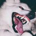 Wolves Cocoon (@wolvescocoon) Twitter profile photo Wolves Cocoon (@wolvescocoon) Twitter profile photo