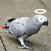 Amakano🍚🐿️ (@kano_fire) Twitter profile photo