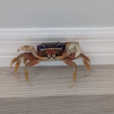 jettazzi's profile picture. frankly my dear i dont give a damn