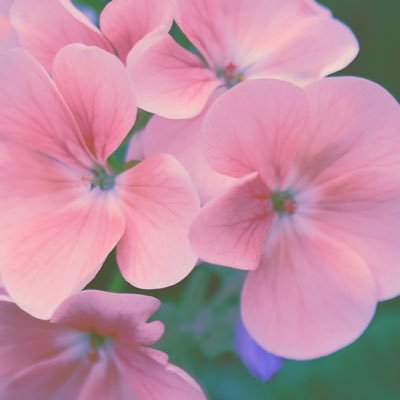 ptr7219976's profile picture. やさしい言の葉自作ポエム𓆸⋆📷Canon写真𓆸⋆たくさんの優しさに触れたい、見つけたい🍀めっちゃ無口🙇‍♀️DM❌DM❌無断転載禁止🈲アメブロ ✐note✐Note15etc.