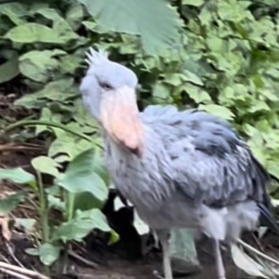 f1f3pw8wp8fuw's profile picture. 家庭連合に出会い感謝しています。還暦越え😅。リポスト多め。野良猫２匹保護同居中。好きなものは、🐈、🐕、ハシビロコウ、ジブリアニメ、ディズニーリゾート、登山・猫犬・車中泊・旅系等動画鑑賞(YouTube) 。ミャクミャク。ドライブ。音楽🎵。DM非対応🙇🏻‍♀️