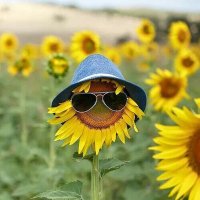 Sunflower Sunshine π» (@_sunflower016) 's Twitter Profile