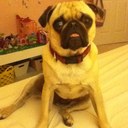 Sara Mock - @just_a_pug - Twitter