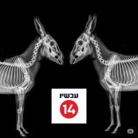 NORIT🎗 (@nurit_shomron) 's Twitter Profile