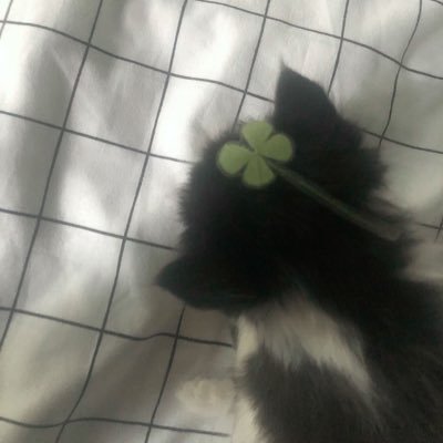 o4__s3's profile picture. dmたまーに返信してます( * . .)"