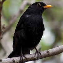 ElalamiaT's profile picture. 