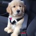🔌PUPPIES ADOPTION 🇺🇲🇬🇧🚚 (@delivery135421) Twitter profile photo 🔌PUPPIES ADOPTION 🇺🇲🇬🇧🚚 (@delivery135421) Twitter profile photo
