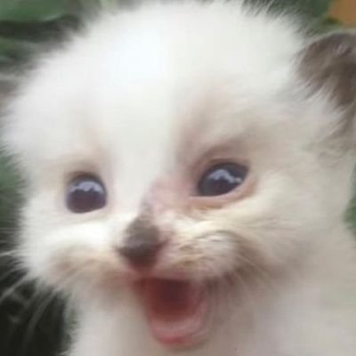 @Obliwar