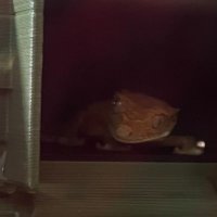 π¦ ν΄λ¦¬ ν€μ°λ λ³΅ν¬ π¦ (@lizardpolli) 's Twitter Profile