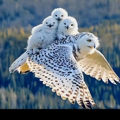 agac_pasha's profile picture. عمرى دگر بگايد، بعد از وفات مارا....