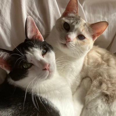 ハル♂ハチワレ6歳、サラ♀三毛4歳。基本は猫垢(#猫好きさんと繋がりたい)、ヘッダー画像は描いて頂いたハルさん。無言フォロー失礼します