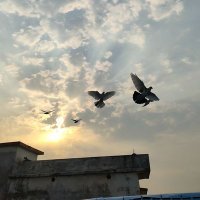 अंकिता सारण (@ankitasaran_) 's Twitter Profile