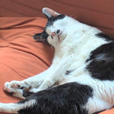 IKMT3CATS's profile picture. 