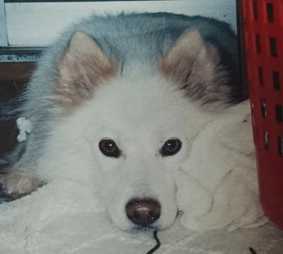 gutti_hide's profile picture. 元大阪人、障害もち、昭和生まれの親父、昔から変わりもの、急にキレることがある（警察には今のところお世話になっていない）、コミュニケーション苦手、相手を怒らせることがよくある、会話がかみ合わない、ルールを大事にする、馬鹿力、ゲーム好き（RPG、歴史シミュレーションなど）、PC全般（幅広く）