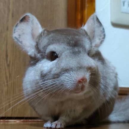 プラモ好き。ガシャ好き。ザクはなんぼあってもいいですね。楽しく活動したいので、批判等はシャットアウト。無言フォロー失礼します。無言フォロー大歓迎です。エロ系、投資系、ギャンブル系はお断りだ。