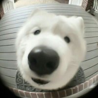 백꾸 (@sanghyoniii) 's Twitter Profile Photo