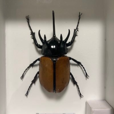色虫系を中心にアマミシカやメンガタその他飼育しています。 (25)無言フォロー失礼致します、、、仲良くしていただけると嬉しいです、気軽にフォローしてください😉