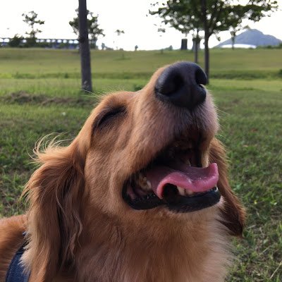 konniwanko58's profile picture. 我が家のわんこ🐶🎀 11歳💕