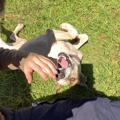 7arefero's profile picture. 🙂