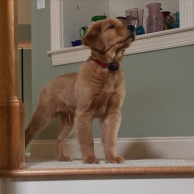 Rolly46112's profile picture. Talent is God given...Be humble. Fame is man-given...Be grateful. Conceit is self-given...Be careful. John Wooden (1910 - 2010)