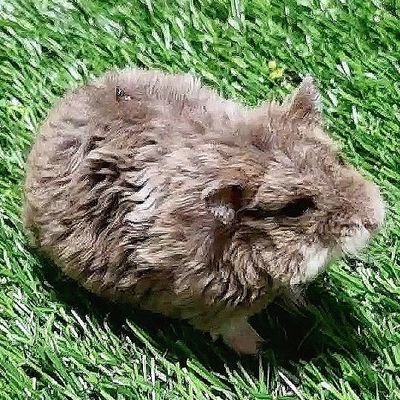 キャンベル、ロボロフスキー、シリアンハムスター / モルモット/ヒゲカンガルーハムスター/ヒメハリテンレック /アフリカヤマネ/ ピグミーオポッサム / マカロニマウス / 動物取扱業 (販売) 第1811433号 / お 問い合わせ ▷▷ https://t.co/XpR1OBSMjZ / ▽HP▽