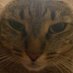 dark woke, maps & cats (@mori_manti) Twitter profile photo dark woke, maps & cats (@mori_manti) Twitter profile photo