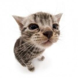 tealover_f's profile picture.