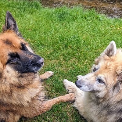 HelmsleyCabs's profile picture. Taxi service now closed.