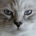 Athena (@kittnhead) Twitter profile photo Athena (@kittnhead) Twitter profile photo