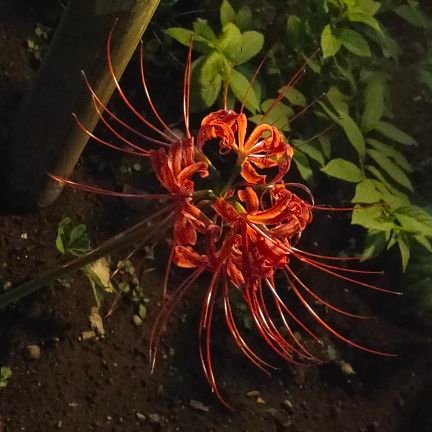 okita_stela's profile picture. 刎頸の友はどこかに行った。これが本当の今際の際