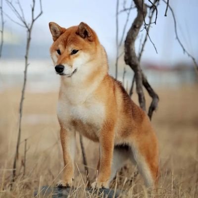 cryptobro94124's profile picture. ♧