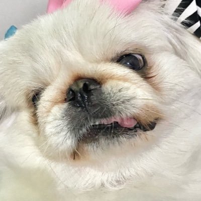 nanami_banana_'s profile picture. just a woman who loves pekingese