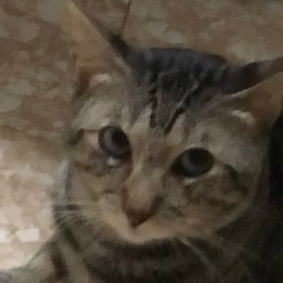 Sliverin0's profile picture. ✺ Ψ ||-// ☬ ғ̶ᴘ̶ᴇ̶ | Skeleton Clique | #BeefGang | Stake: sliverxrona