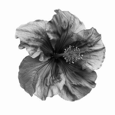 loucopy91t's profile picture. 