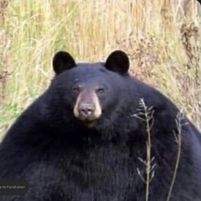 thisisbullshtfr's profile picture. "مش woke بس صاحية للعرصات" -  some ArA