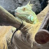 パエリア (@paeria_kuma) Twitter profile photo