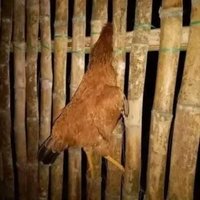 PancracioDCM (@pancraciodcm) 's Twitter Profile