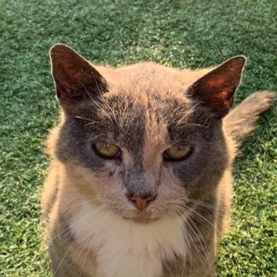 Feline groovy 💖🐈💖🐈‍⬛ 💖+💖🐈🌈🐾🐾