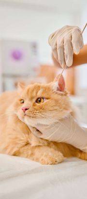 Sonyeri29456031's profile picture. 