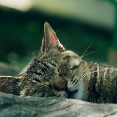 KevinWen217712's profile picture. Chinese Sailor                               Loughborough University student