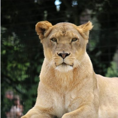 Yo peleo con leones y nunca peleo con 4 gatos 🦁 Amante de los animales 🐕❤,MotoGP 🏍💨💨💨,carnavalera 1000%🎭🥳 y amo mi tierra Andalucía 💚🤍💚