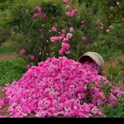 Abdoljabbar7's profile picture. عبدالجبار ازولایت سمنگان شغل آزاد