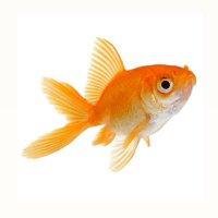 GOLDFISH (@g0ldfishes) 's Twitter Profile
