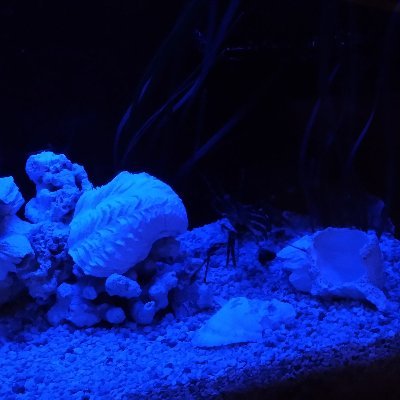 marimo_mosss's profile picture. 