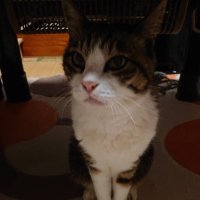 ちゃこたむ（アカウント乗っ取られました） (@nekomi_netoyama) Twitter profile photo