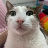 Dobra Müzisyen (@jiglypuff06) 's Twitter Profile