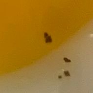 UknownZena's profile picture. 