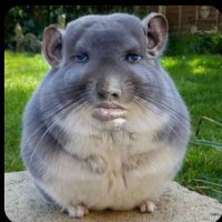 Michał Wozniak (@f1dxzy) 's Twitter Profile