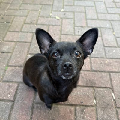 coconutbabydawg's profile picture. 